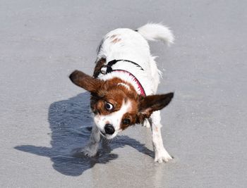 High angle portrait of dog on floor