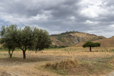 Trees on field against sky