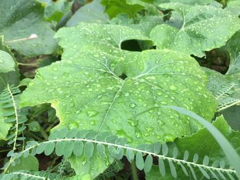 Close-up of wet plant