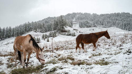 Horse standing on snow covered field