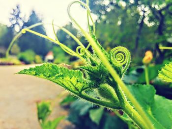 Close-up of insect on plant