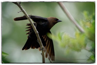 Close-up of bird perching on tree