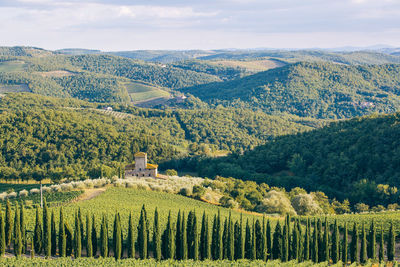 Scenic view of vineyard against sky