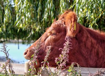 Cow standing on field