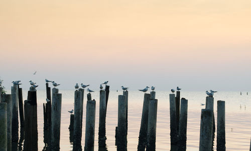 Wooden posts in sea against clear sky during winter