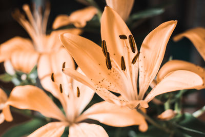 Close-up of flowers