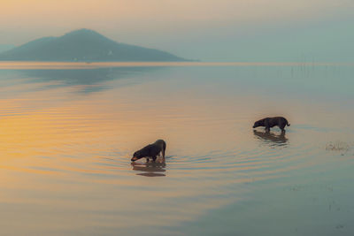 Horses in a lake