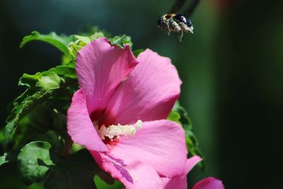 Close-up of insect pollinating flower
