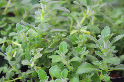 plant