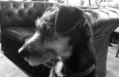 Close-up of a dog