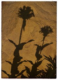 Shadow of cat on sand