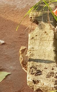 High angle view of a tree trunk