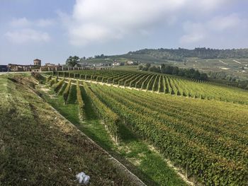 Scenic view of vineyard against sky