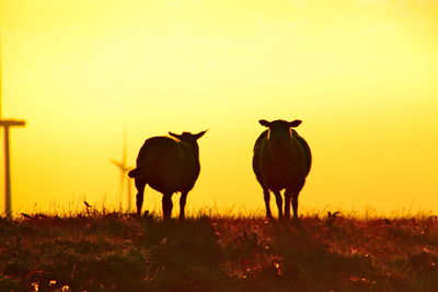 Horses standing on field during sunset