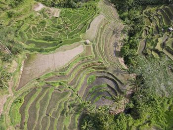 High angle view of rice paddy