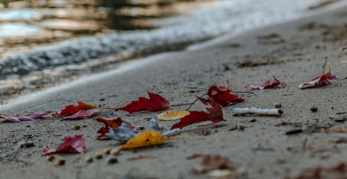 Autumn leaves fallen on street