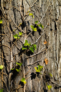 Full frame shot of tree