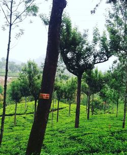 Trees on field in forest