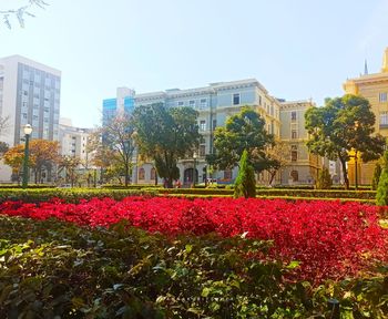 Red flowering plants in park against buildings in city