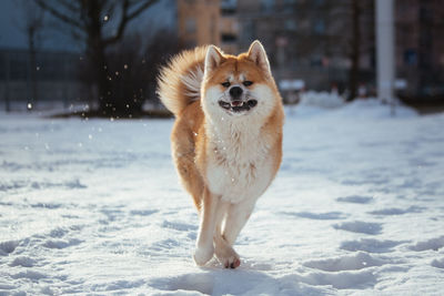 Portrait of dog on snow covered land