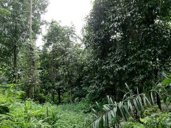 Trees in forest