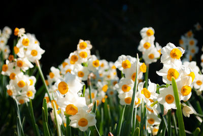 Close-up of white flowers