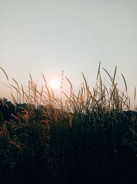 Plants on field against sky during sunset