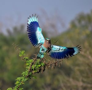 In-action shot of the indian roller