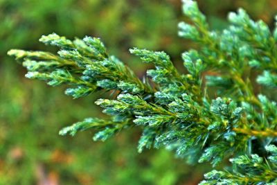 Close-up of fresh green plant