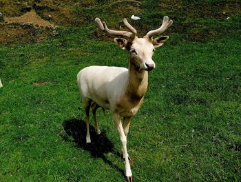Portrait of deer standing on field