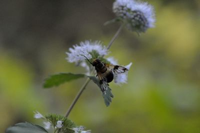 Close-up of honey bee pollinating on flower