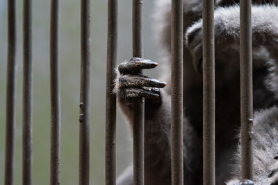 Close-up of a monkey in a cage, its hand holding an iron bars