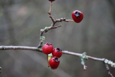 Close-up of red berries growing on tree