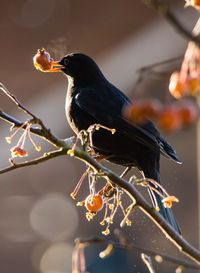 Close-up of bird perching on branch