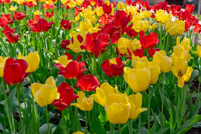 Close-up of yellow tulips in field