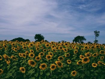 Yellow flowers blooming on field against sky