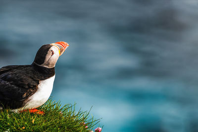 Close-up of bird perching on a plant against sea