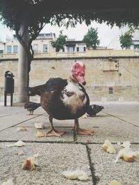 Birds perching on a street