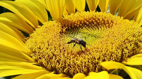 Honey bee pollinating on sunflower