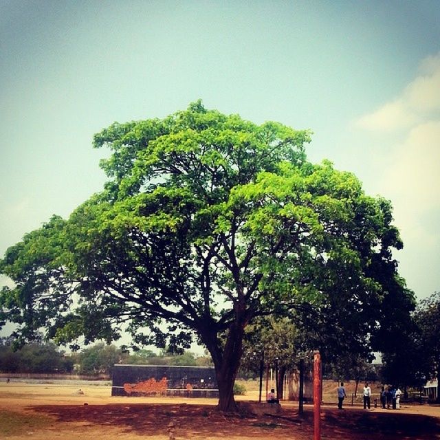 tree, sky, growth, tranquility, nature, tranquil scene, landscape, day, beauty in nature, outdoors, no people, park - man made space, sunlight, road, scenics, shadow, tree trunk, built structure, field, green color