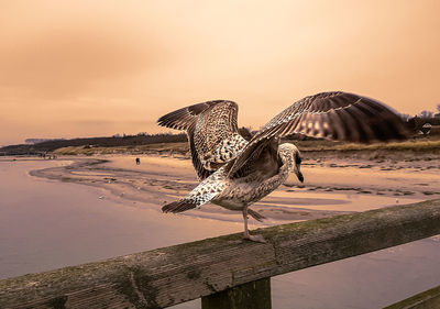 Seagull flying over wooden post against sky during sunset