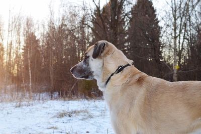 Dog on snow covered landscape