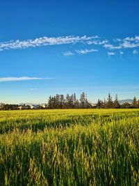 Scenic view of agricultural field against blue sky