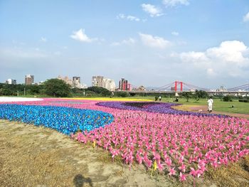 Scenic view of pink flowering plants against sky