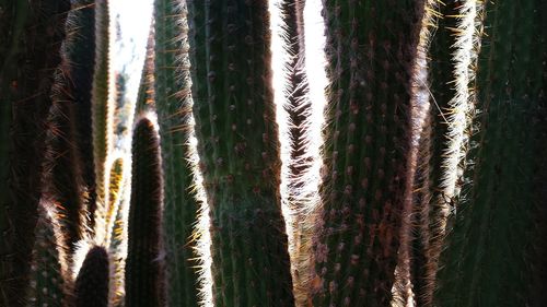 Full frame shot of cactus growing outdoors