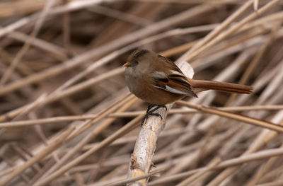 Close-up of bird perching on branch