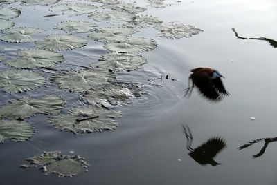 Reflection of trees in water