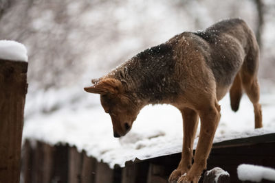 High angle view of dog