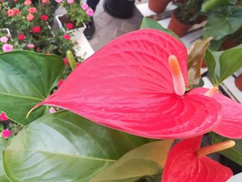 Close-up of red flowering plant