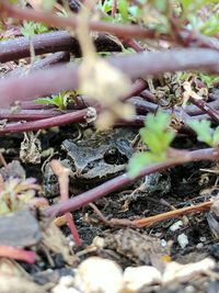 Close-up of lizard on plants